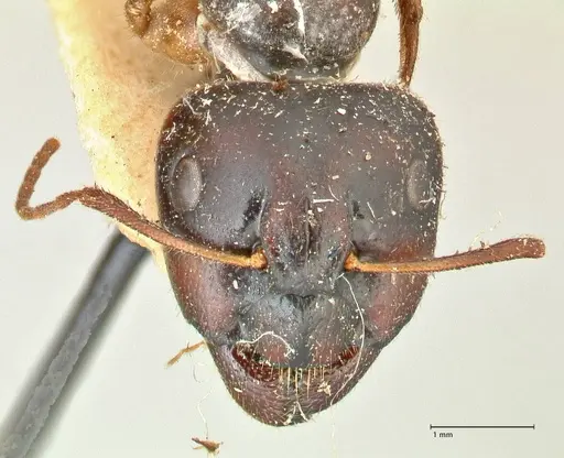 Camponotus fedtschenkoi specimen FOCOL2411 image focol2411_2