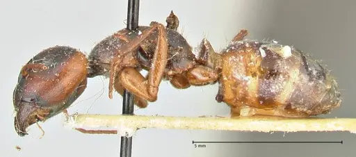 Camponotus fedtschenkoi specimen FOCOL2411 image focol2411_3