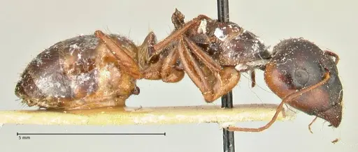 Camponotus fedtschenkoi specimen FOCOL2411 image focol2411_4