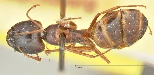 Camponotus fedtschenkoi specimen FOCOL2412 image focol2412_1
