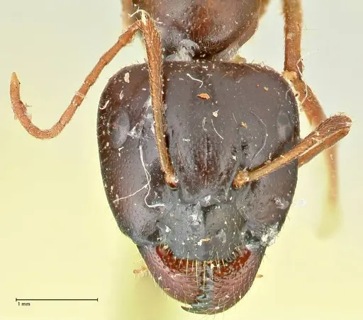 Camponotus fedtschenkoi specimen FOCOL2412 image focol2412_2