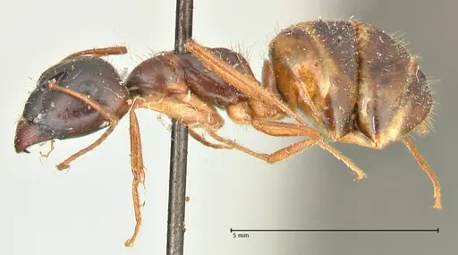 Camponotus fedtschenkoi specimen FOCOL2412 image focol2412_3