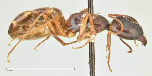 Camponotus fedtschenkoi specimen FOCOL2412 image focol2412_4