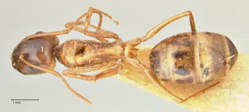 Camponotus fedtschenkoi specimen FOCOL2413 image focol2413_1
