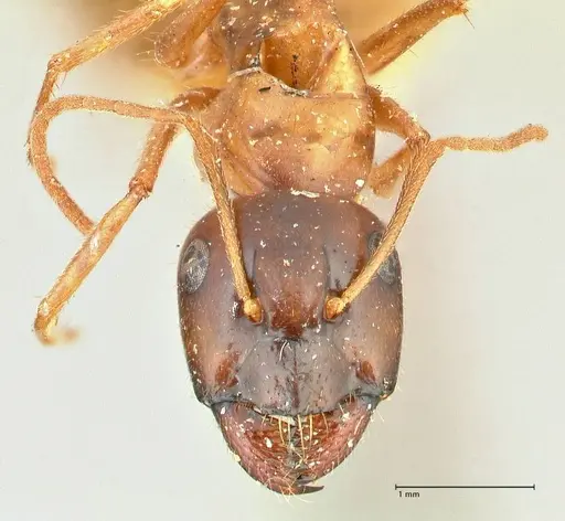 Camponotus fedtschenkoi specimen FOCOL2413 image focol2413_2