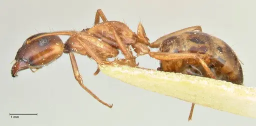 Camponotus fedtschenkoi specimen FOCOL2413 image focol2413_3