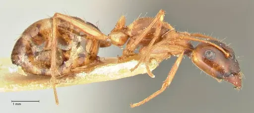 Camponotus fedtschenkoi specimen FOCOL2413 image focol2413_4