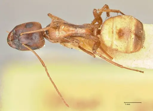 Camponotus fedtschenkoi specimen FOCOL2414 image focol2414_1