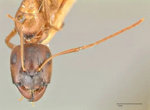 Camponotus fedtschenkoi specimen FOCOL2414 image focol2414_2