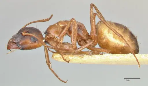 Camponotus fedtschenkoi specimen FOCOL2414 image focol2414_3