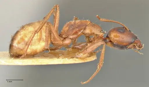 Camponotus fedtschenkoi specimen FOCOL2414 image focol2414_4