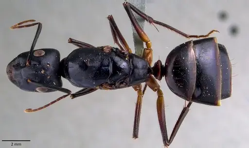 Camponotus fellah specimen ANTWEB1041848 image antweb1041848_1