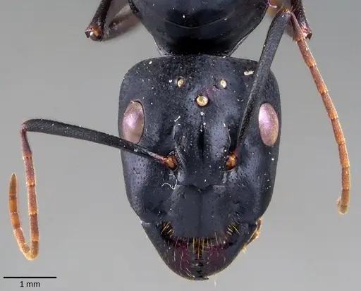 Camponotus fellah specimen ANTWEB1041848 image antweb1041848_2