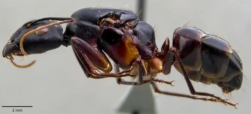 Camponotus fellah specimen ANTWEB1041848 image antweb1041848_3