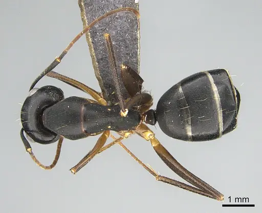 Camponotus fellah specimen ANTWEB1041917 image antweb1041917_1
