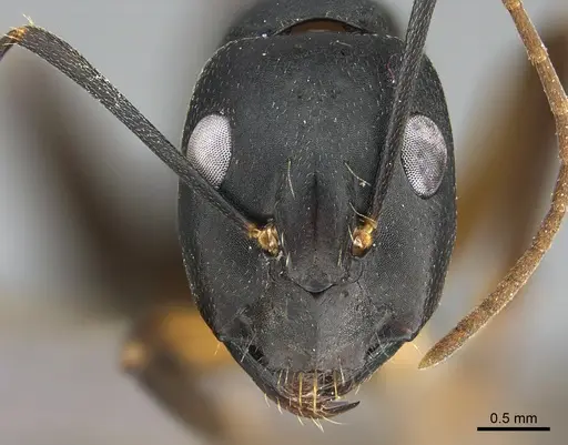 Camponotus fellah specimen ANTWEB1041917 image antweb1041917_2
