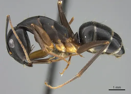Camponotus fellah specimen ANTWEB1041917 image antweb1041917_3
