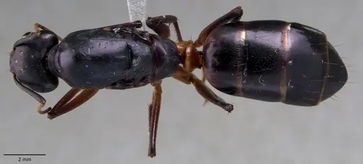 Camponotus fellah specimen ANTWEB1060141 image antweb1060141_1