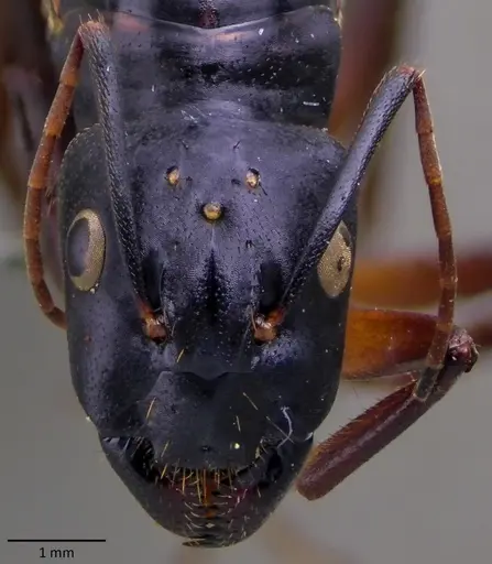 Camponotus fellah specimen ANTWEB1060141 image antweb1060141_2