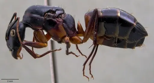 Camponotus fellah specimen ANTWEB1060141 image antweb1060141_3