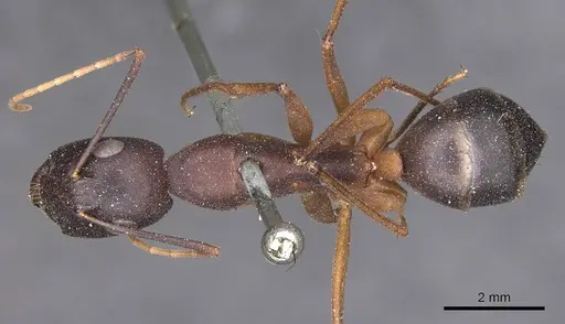 Camponotus fellah specimen CASENT0905293 image casent0905293_1