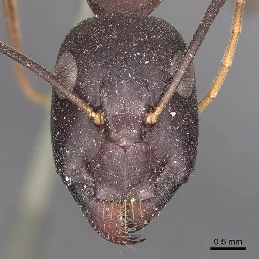 Camponotus fellah specimen CASENT0905293 image casent0905293_2