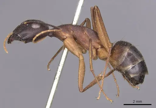 Camponotus fellah specimen CASENT0905293 image casent0905293_3