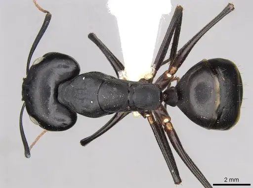Camponotus fellah specimen CASENT0906992 image casent0906992_1