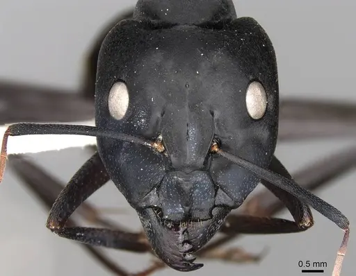 Camponotus fellah specimen CASENT0906992 image casent0906992_2