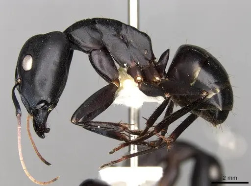 Camponotus fellah specimen CASENT0906992 image casent0906992_3