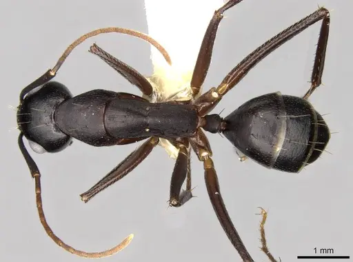 Camponotus fellah specimen CASENT0906993 image casent0906993_1