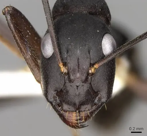 Camponotus fellah specimen CASENT0906993 image casent0906993_2