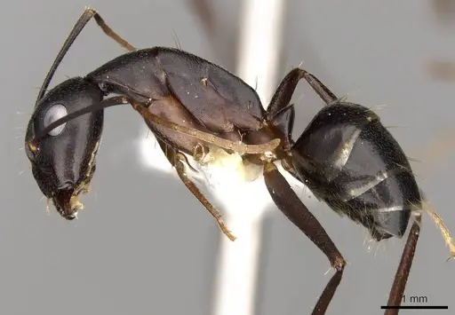 Camponotus fellah specimen CASENT0906993 image casent0906993_3