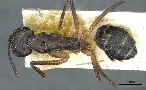 Camponotus fellah specimen CASENT0911939 image casent0911939_1