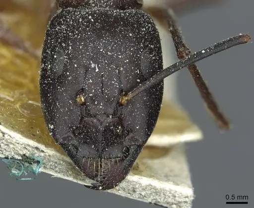 Camponotus fellah specimen CASENT0911939 image casent0911939_2