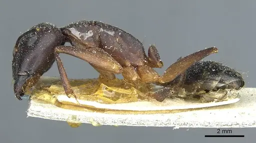 Camponotus fellah specimen CASENT0911939 image casent0911939_3