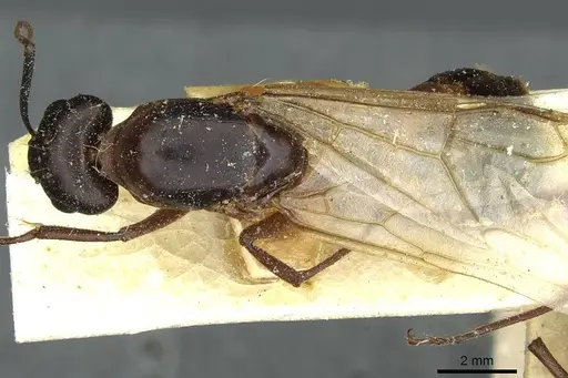 Camponotus fellah specimen CASENT0911940 image casent0911940_1