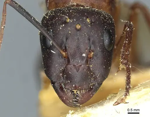 Camponotus fellah specimen CASENT0911940 image casent0911940_2