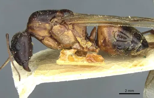 Camponotus fellah specimen CASENT0911940 image casent0911940_3