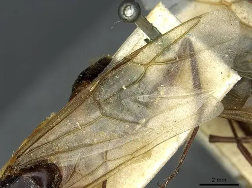 Camponotus fellah specimen CASENT0911940 image casent0911940_4