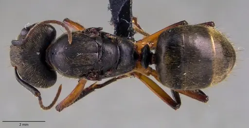 Camponotus femoratus specimen ANTWEB1060073 image antweb1060073_1