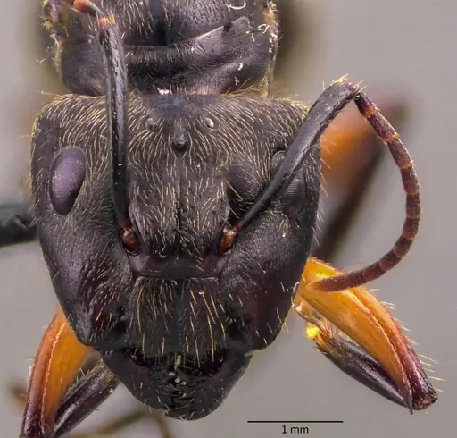 Camponotus femoratus specimen ANTWEB1060073 image antweb1060073_2