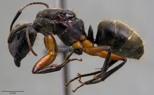 Camponotus femoratus specimen ANTWEB1060073 image antweb1060073_3