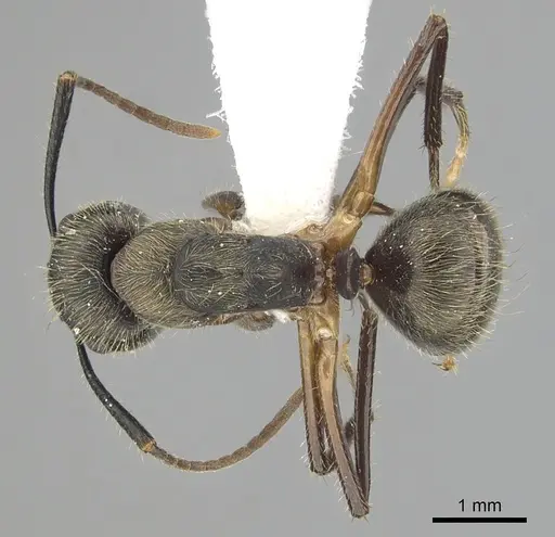 Camponotus femoratus specimen CASENT0249351 image casent0249351_1