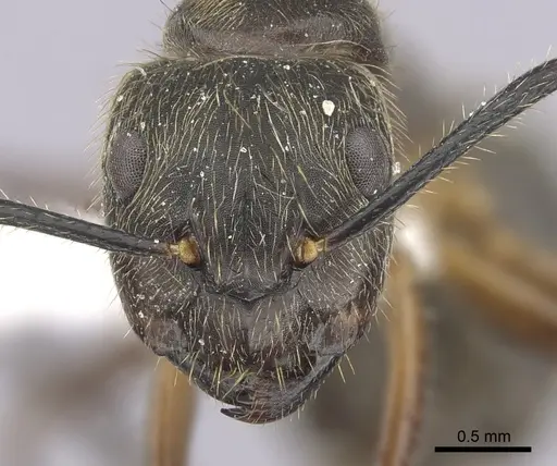 Camponotus femoratus specimen CASENT0249351 image casent0249351_2