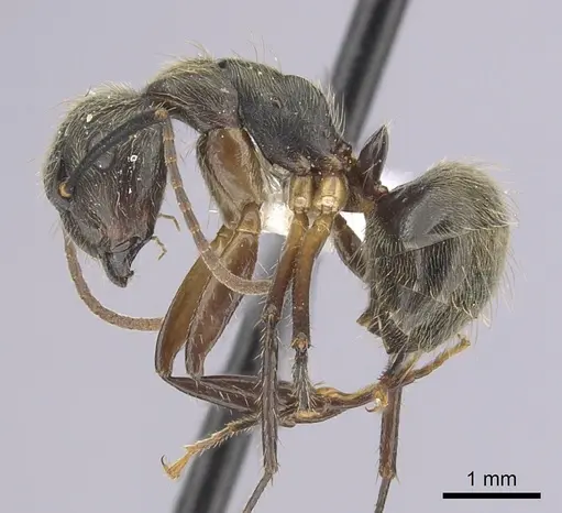 Camponotus femoratus specimen CASENT0249351 image casent0249351_3