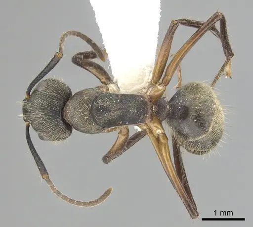 Camponotus femoratus specimen CASENT0249352 image casent0249352_1