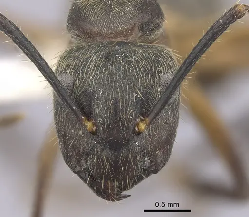Camponotus femoratus specimen CASENT0249352 image casent0249352_2