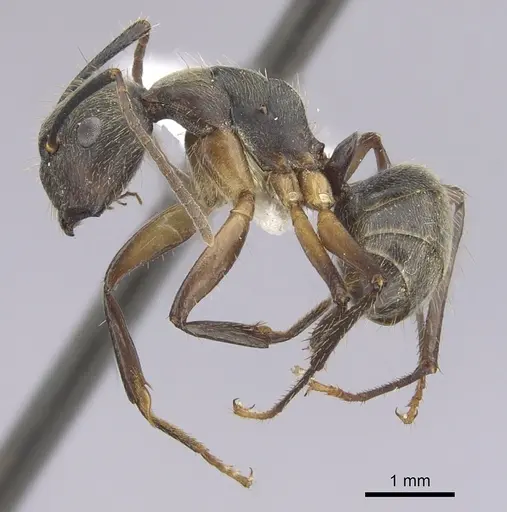 Camponotus femoratus specimen CASENT0249352 image casent0249352_3