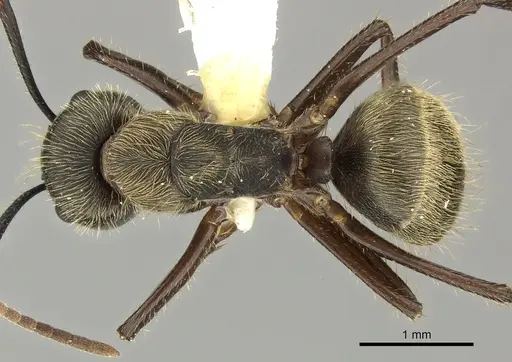 Camponotus femoratus specimen CASENT0249605 image casent0249605_1